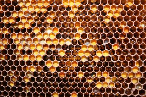 nature-honey-macro-honeycomb--1581783-480x320