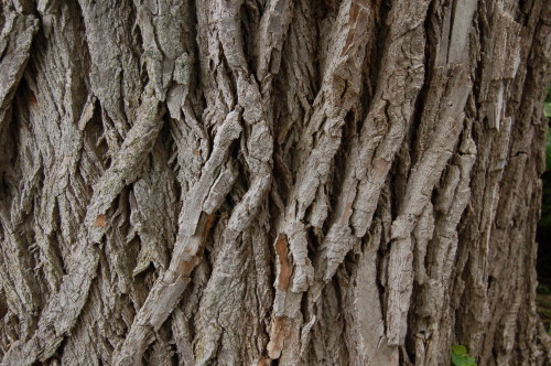 Wood bark twist