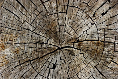 cracked+tree+texture+trunk+stump+macro