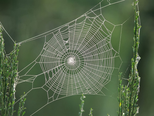 Cool-Spider-Webs-5