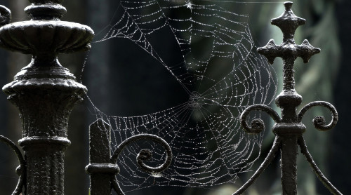 Spider Web Desktop Background