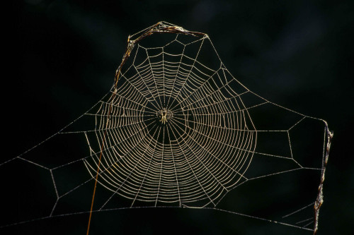 Spider-Web-Wallpaper-3d-17